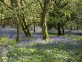 dorset_jizni_anglie_blue_bells