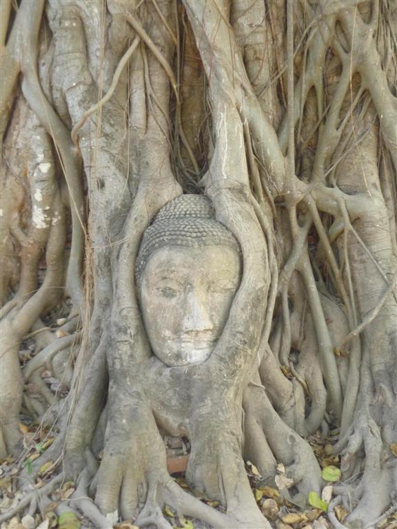 Hlava Budhy zarostlá v kořenech