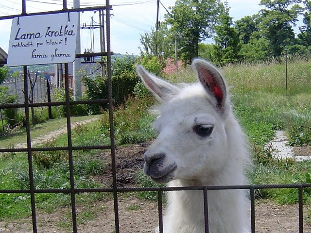 Lama krotká - domácí zoo na periferii Valašského Meziříčí.
