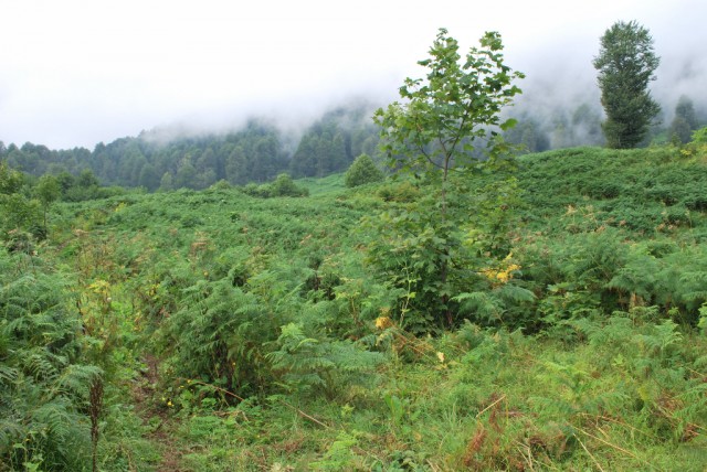 Planina před sedlem pod Lachtou