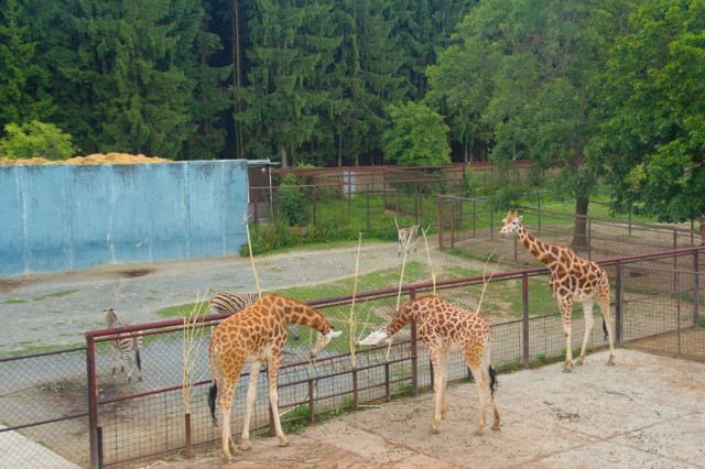 Výběh u pavilónu žiraf - ZOO Olomouc