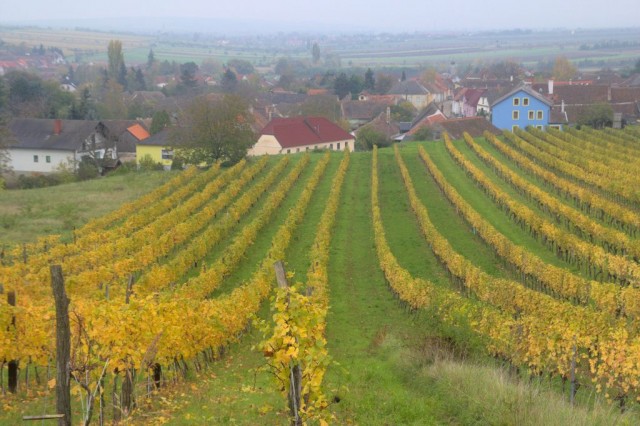 Vinice a vinařská obec Oobberetzbach v Rakousku