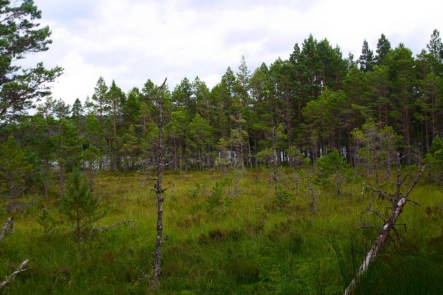 Okolí jezera Loch Morlich - Glenmore Forest Park, Skotsko